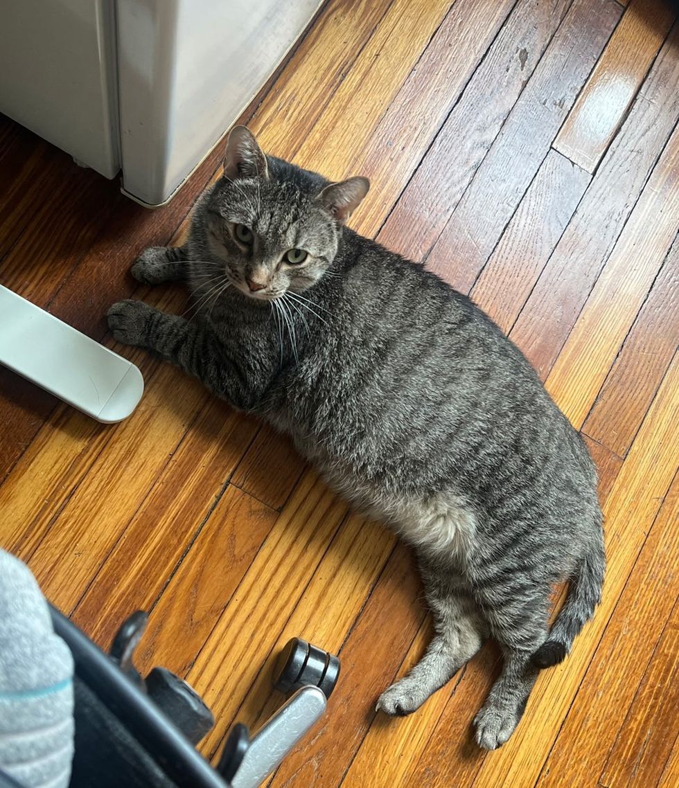 comfortable tabby cat laying on the wood floor