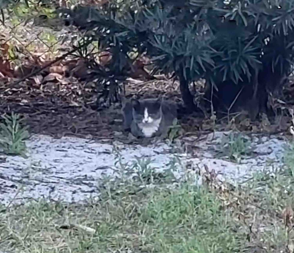 community cat outdoors