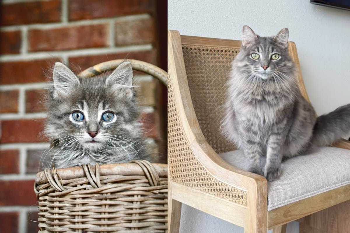 Fragile Kitten Found in a Field Too Shut Down to Eat Has Decided to Become a Fluffy Gentleman in a Bow Tie