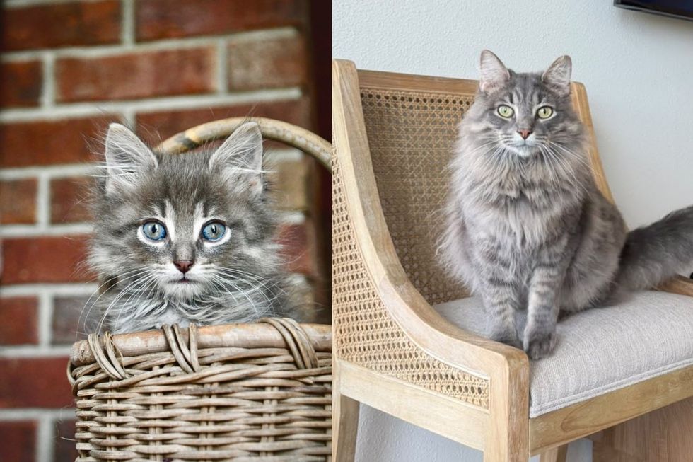 Fragile Kitten Found in a Field Too Shut Down to Eat Has Decided to Become a Fluffy Gentleman in a Bow Tie