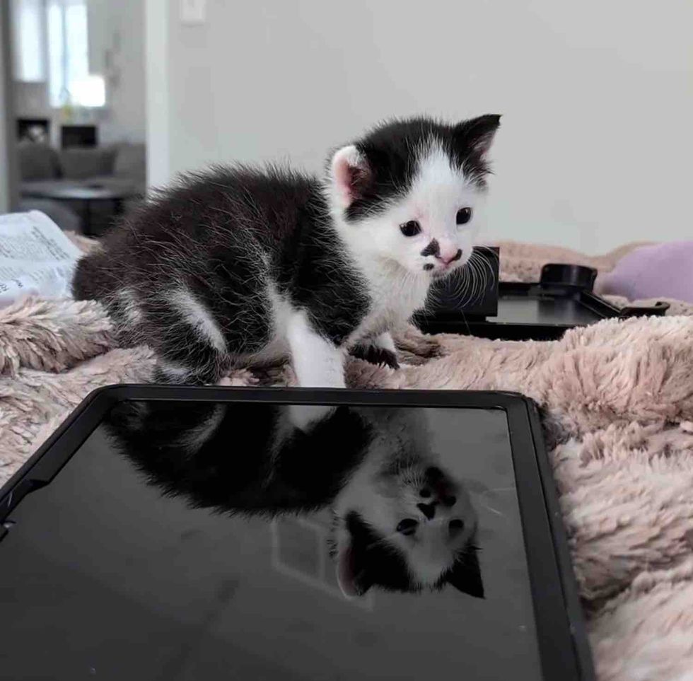 cow kitten ipad explores