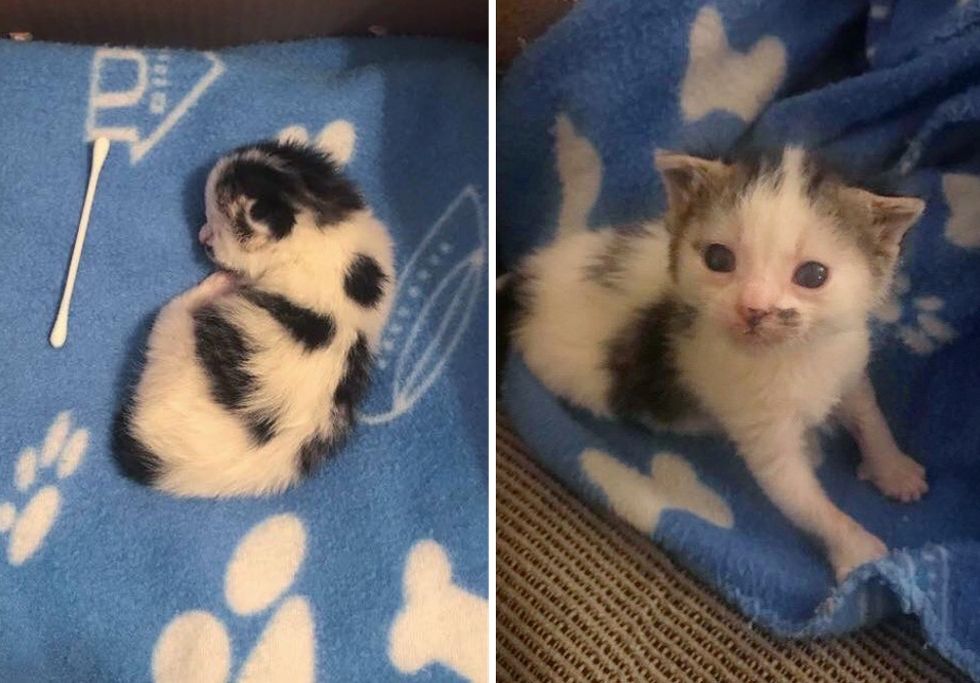 cow kitten, tiny kitten, cow markings