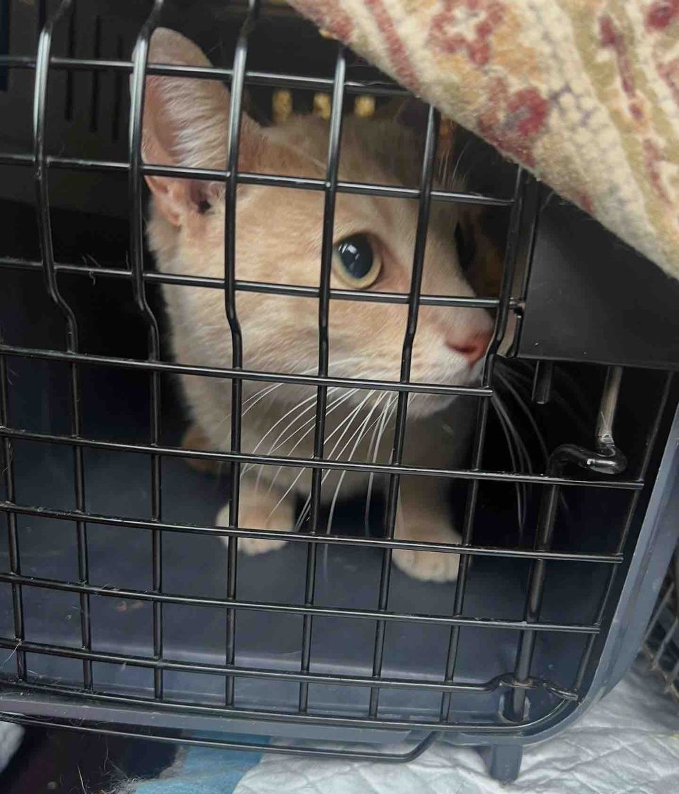 cream cat carrier safe