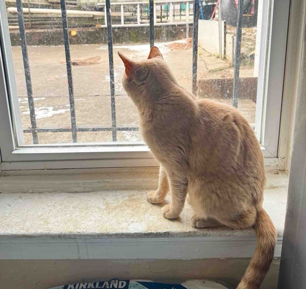 cream cat happy home