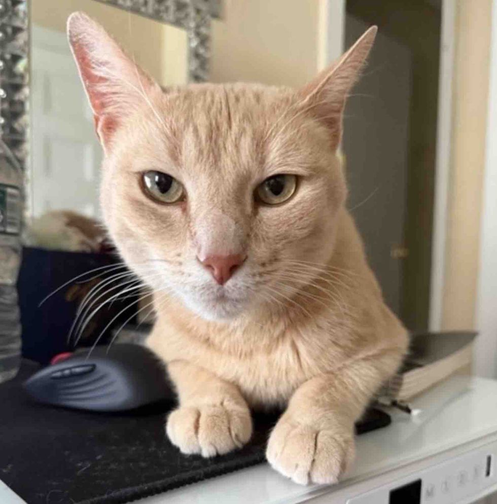 cream cat office helper