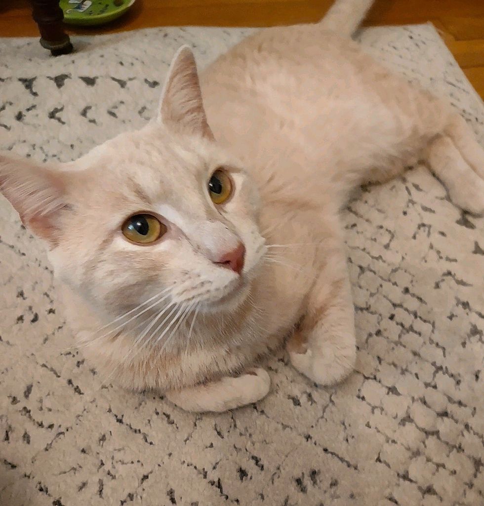 cream cat tabby paws