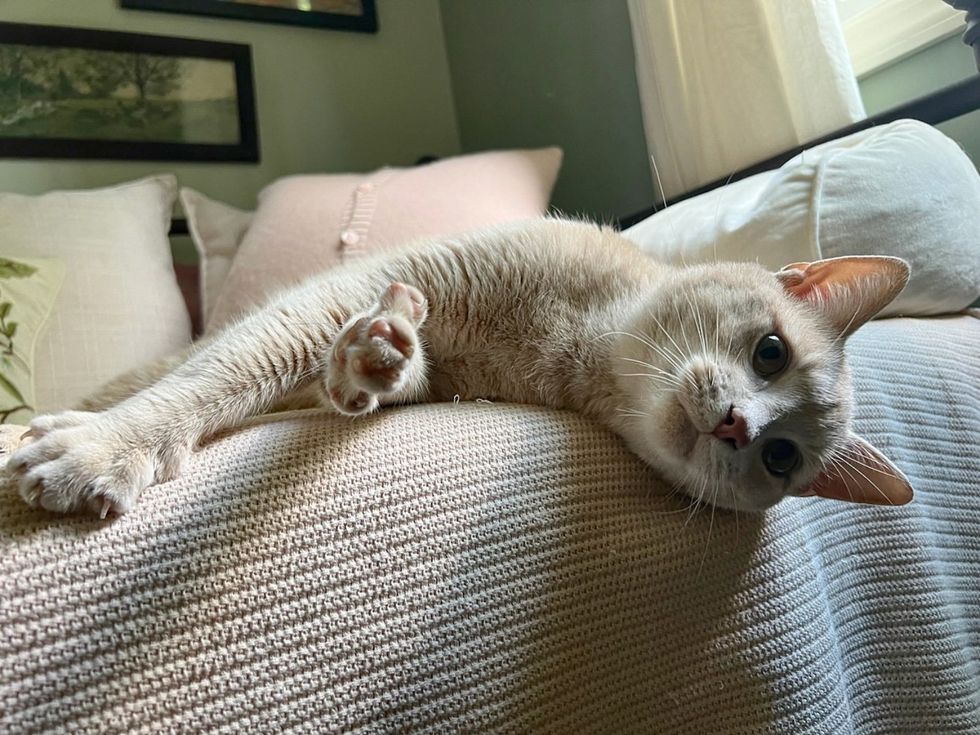 cream cat tabby sunbathing