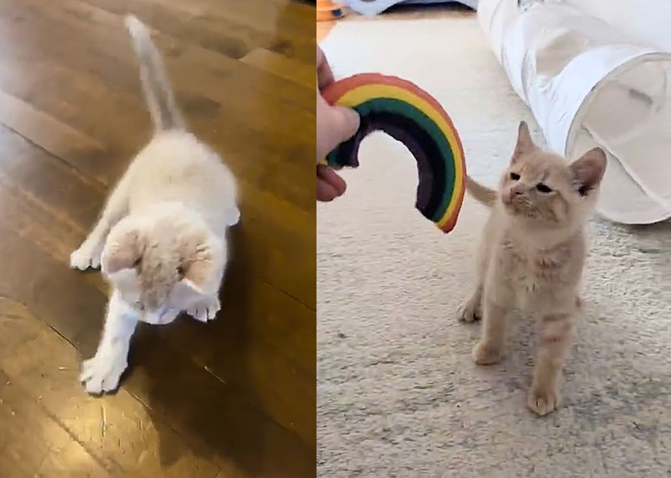 cream kitten playful