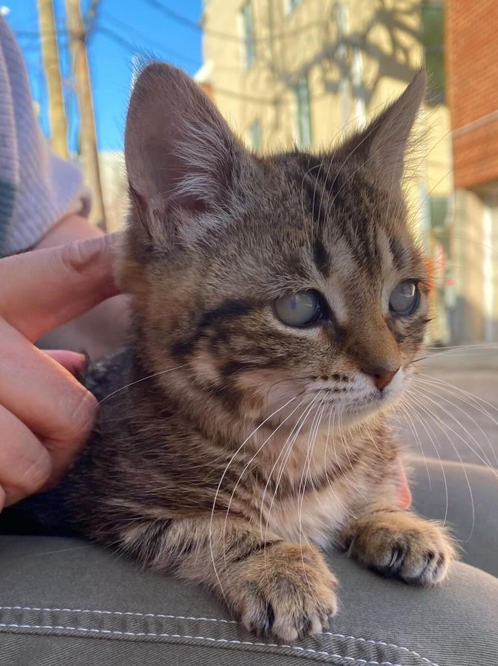 Cream Kitten Sweetheart