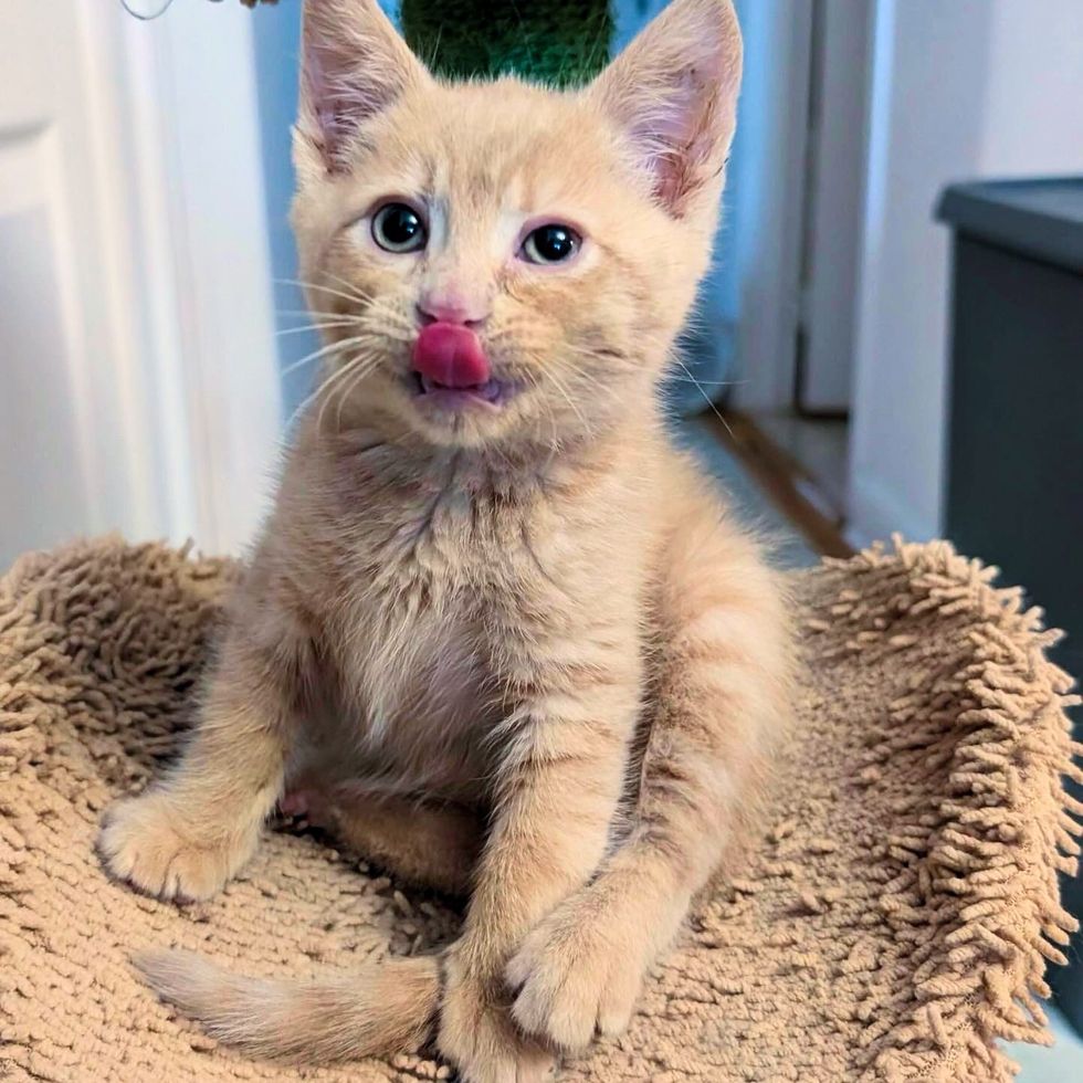 cream kitten tongue