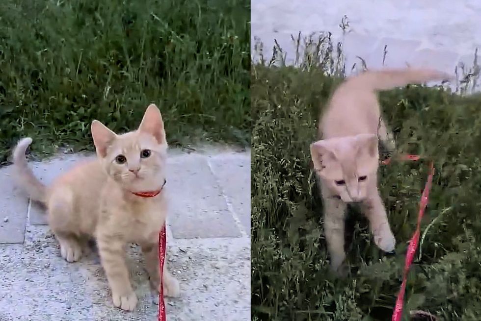 cream kitten walks