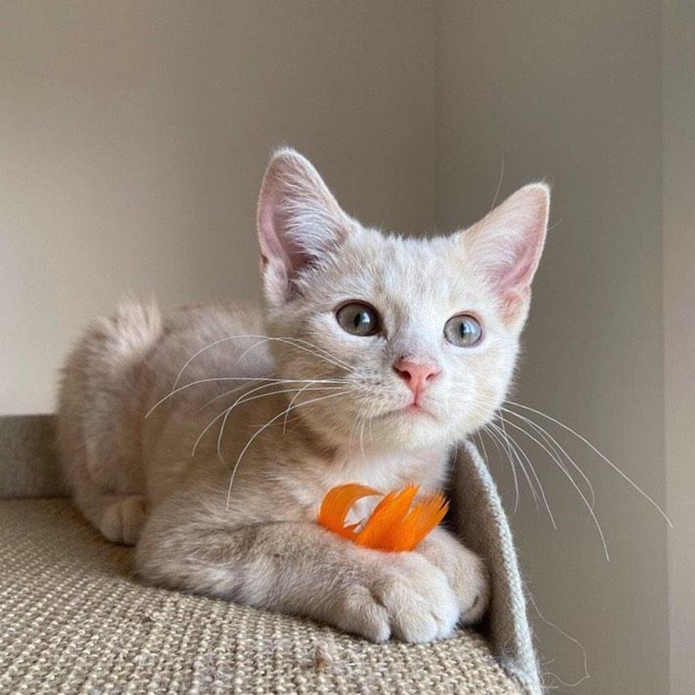 cream kitten