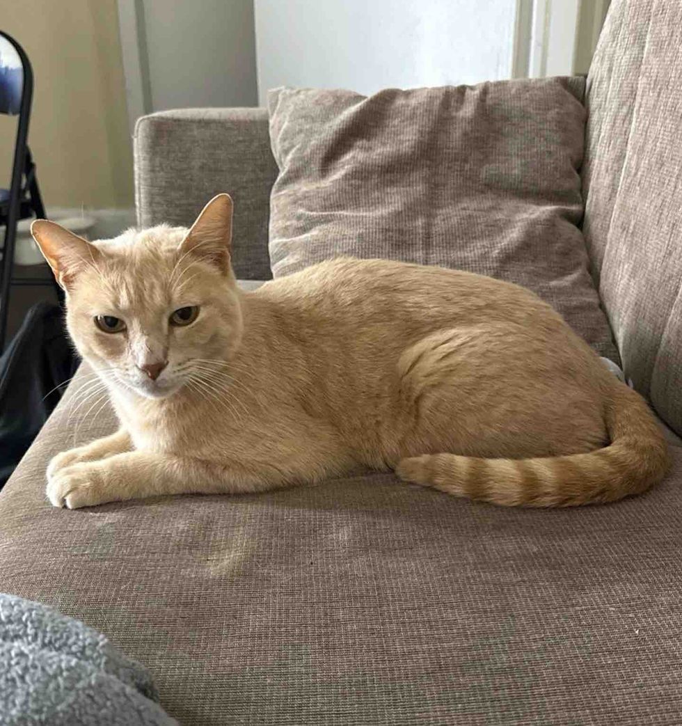 cream orange cat couch