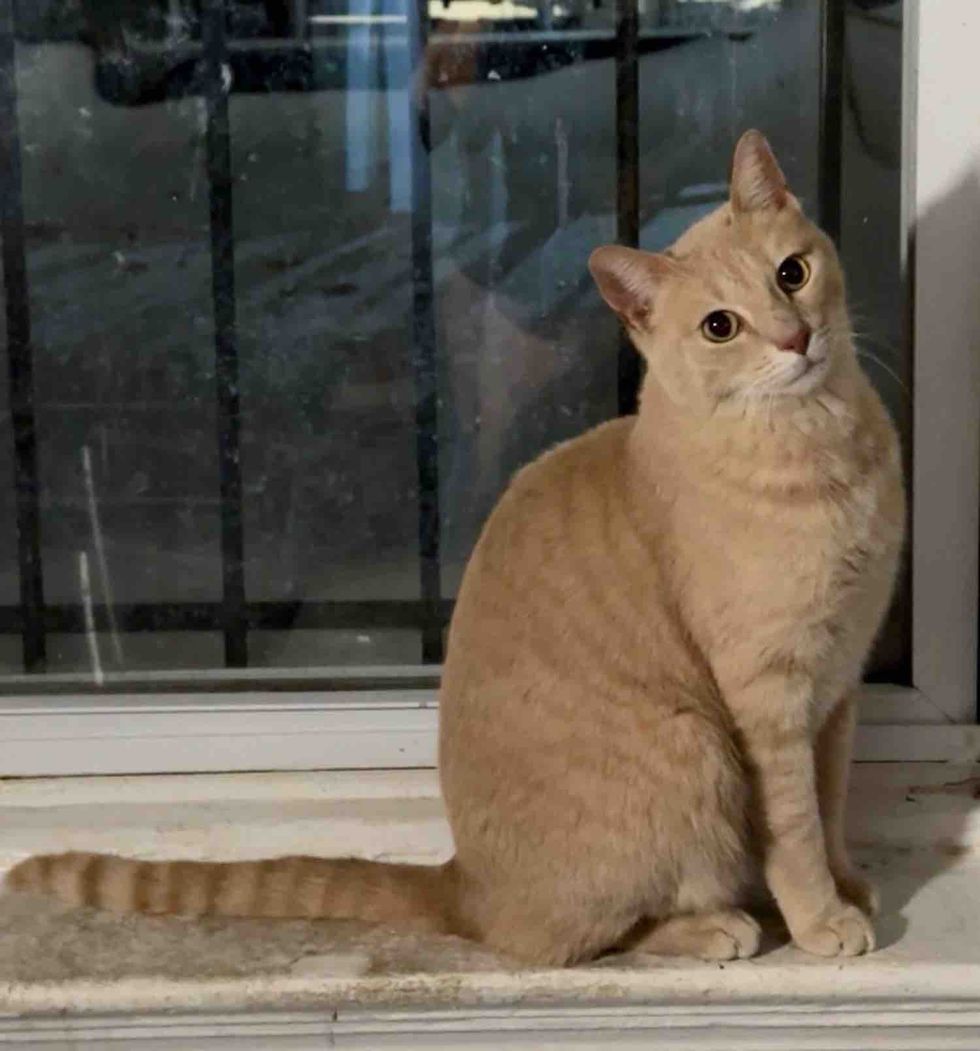 cream orange cat window