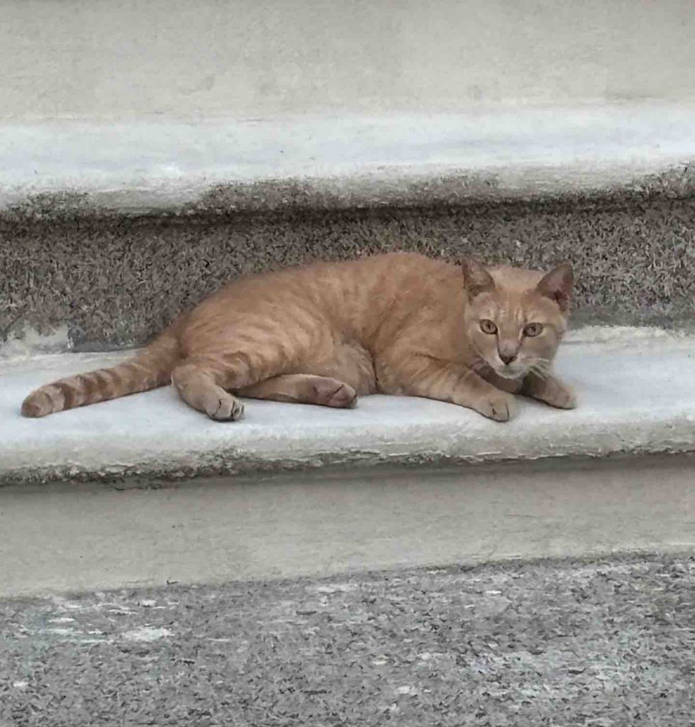 cream stray cat stairs