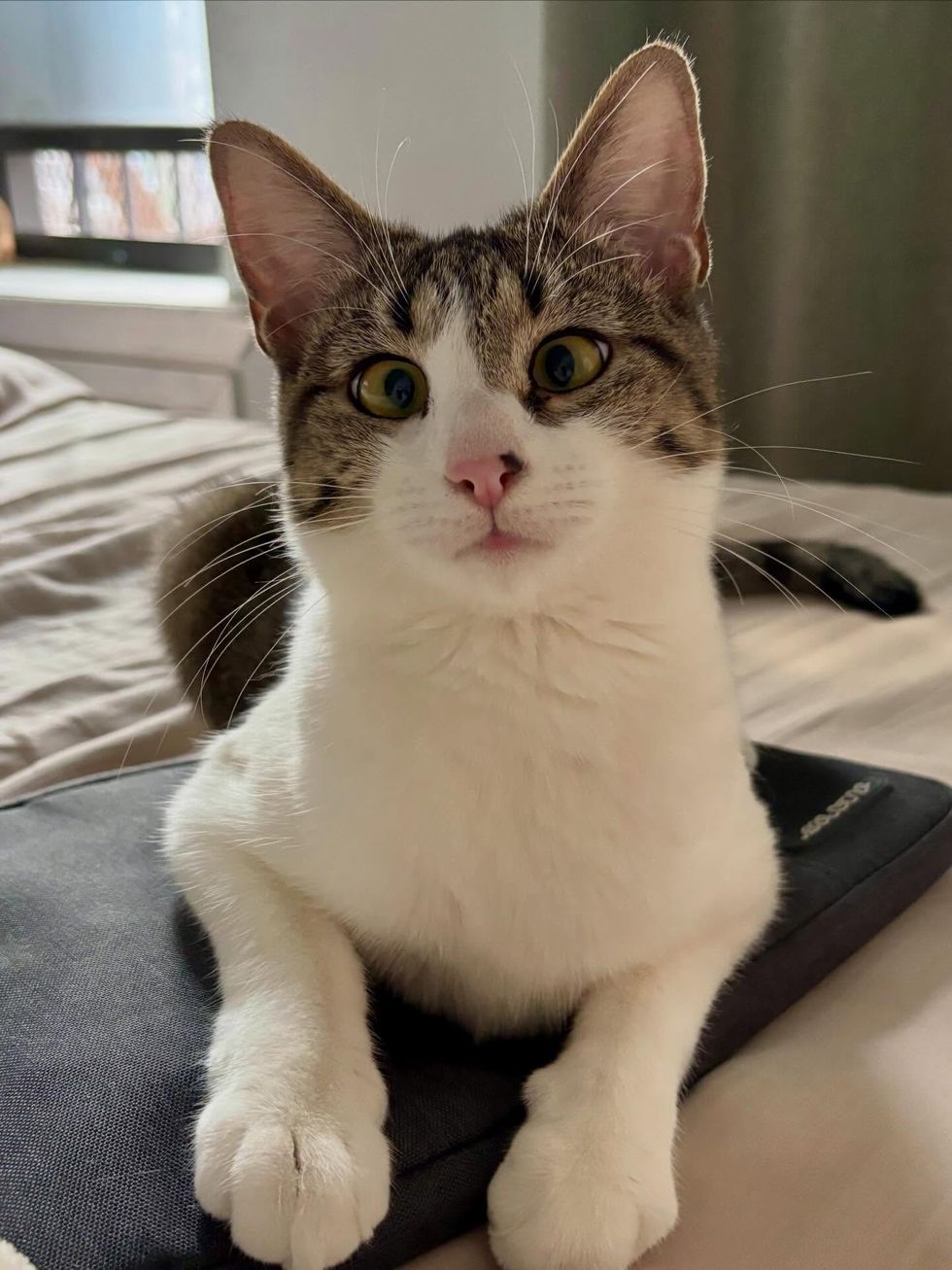 cross eyed cat curious