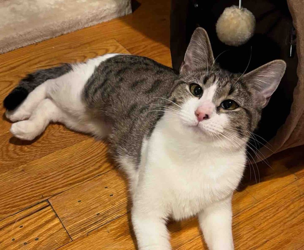 cross eyed cat indoor