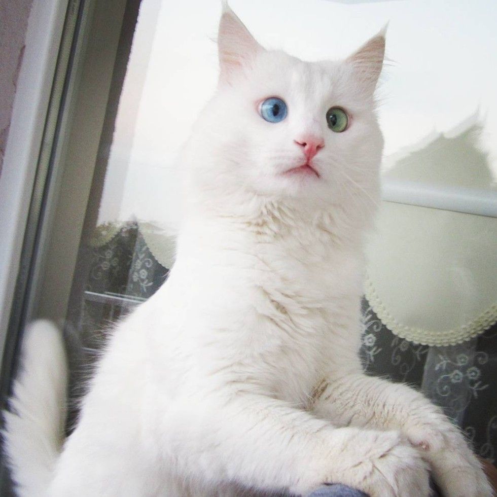 Cross-eyed cat odd eyed alos turkish van