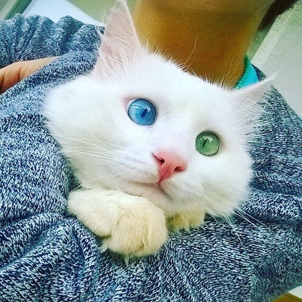 Cross-eyed cat odd eyed alos turkish van