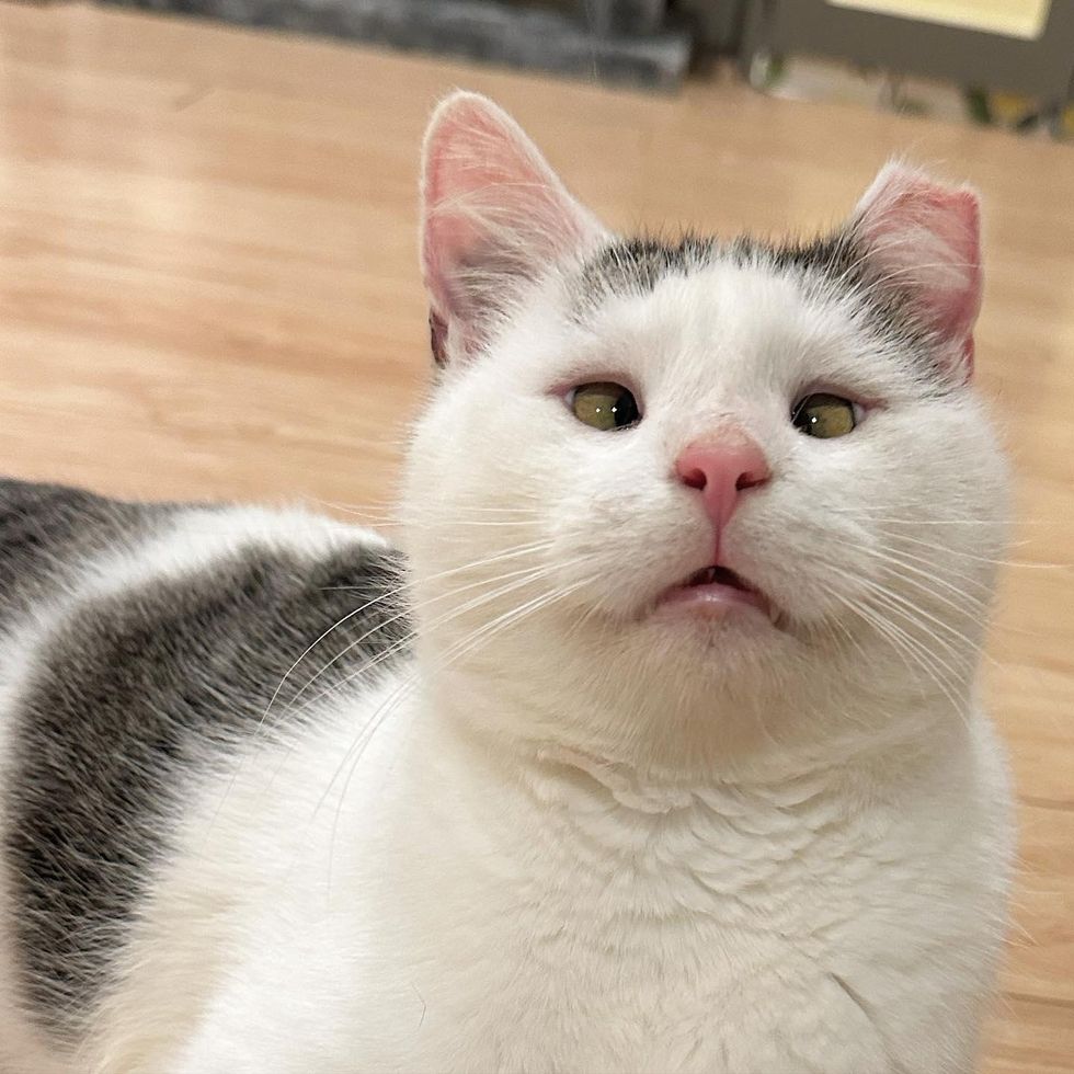 cross eyed cat possum