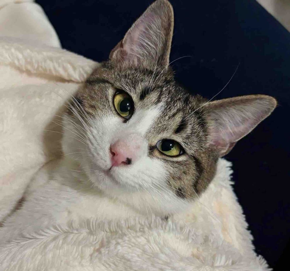 Cat Gives Indoor Life a Try, Within Days, She Becomes the Happiest Cat She Didn’t Know She Could Be