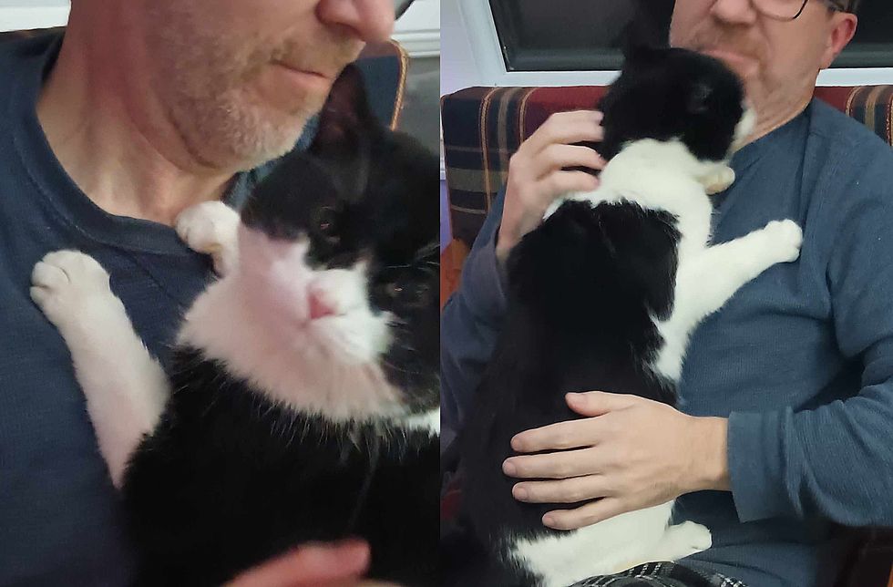 cuddle bug cat attention