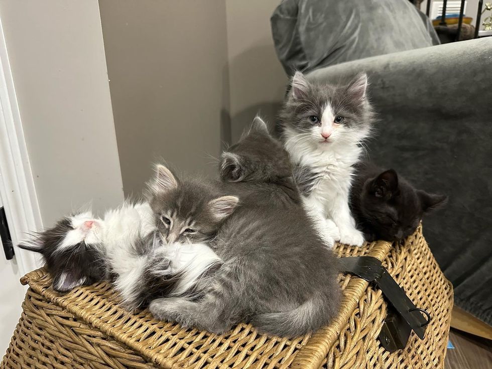 cuddle puddle kittens naps