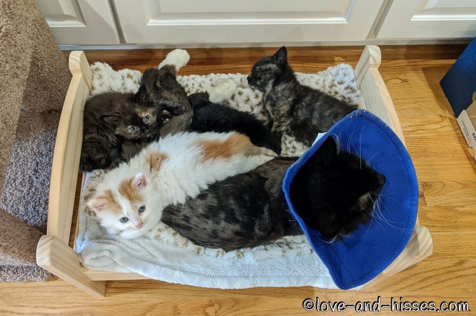 cuddle puddle, kittens