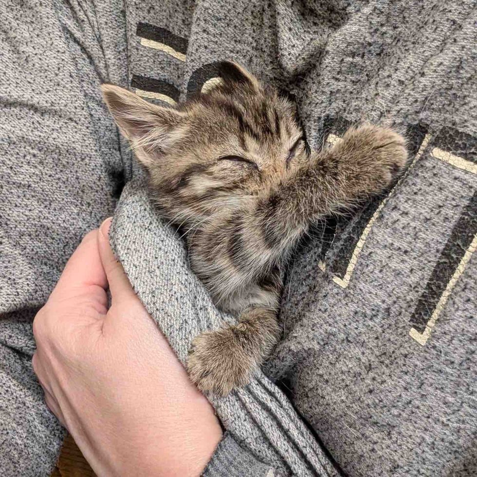 cuddled kitten sleeping