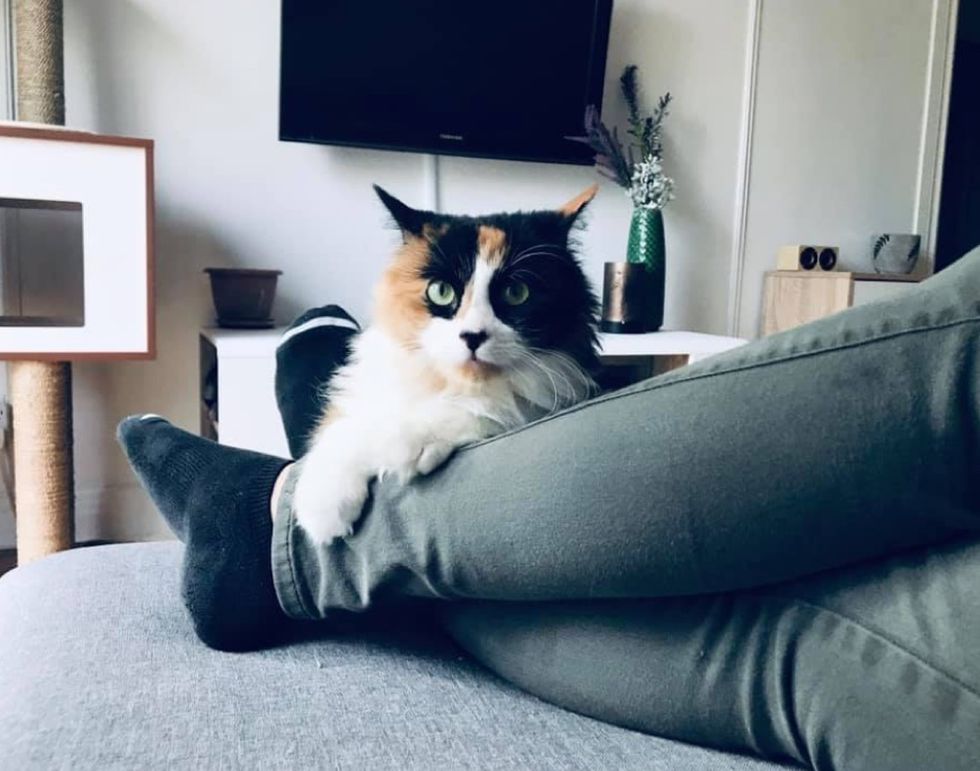 cuddles, calico cat, cute