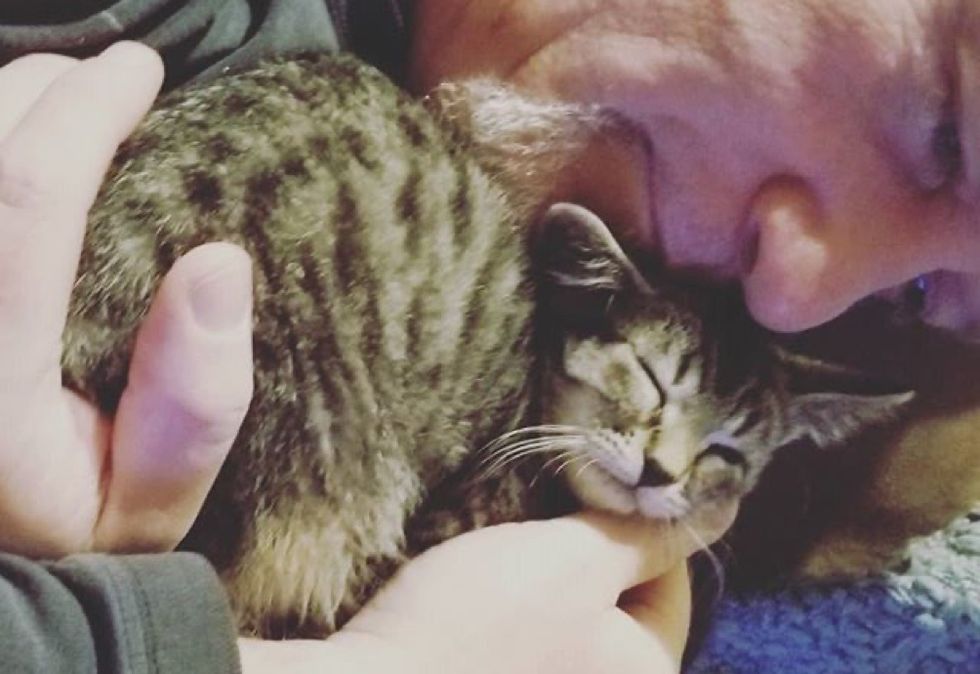 cuddles, cute kitten, tabby