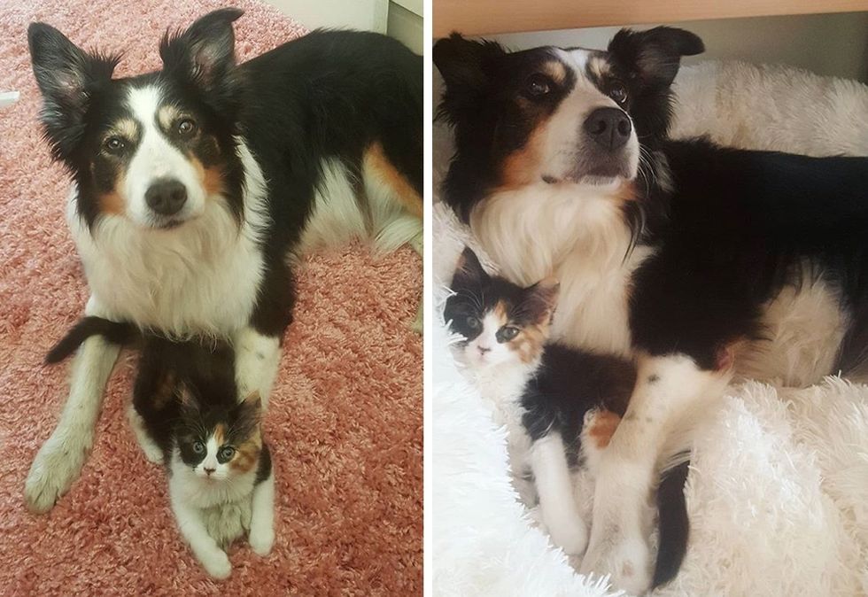 cuddles, dog, kitten, calico