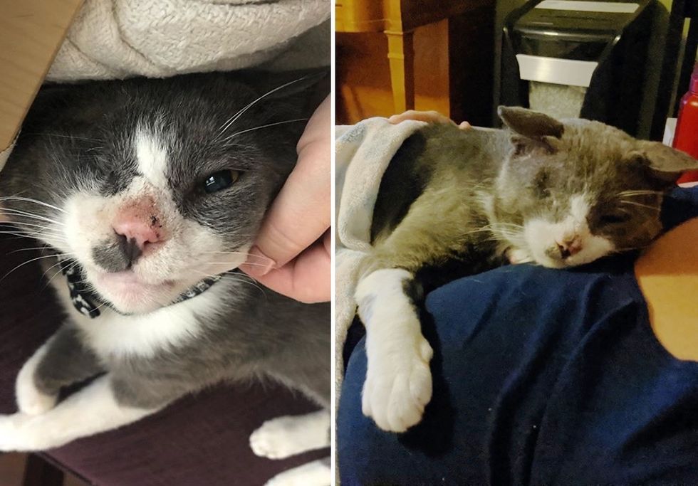 cuddles, happy cat, former stray