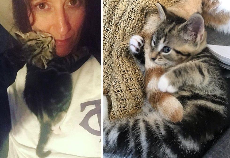 cuddles, hug, kitten