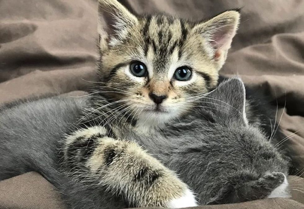 cuddles, hug, kittens