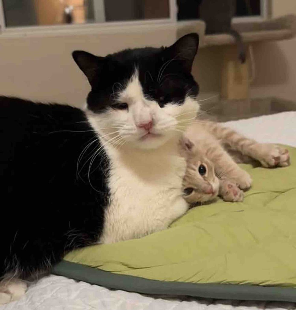 cuddling adult cat with kitten friend