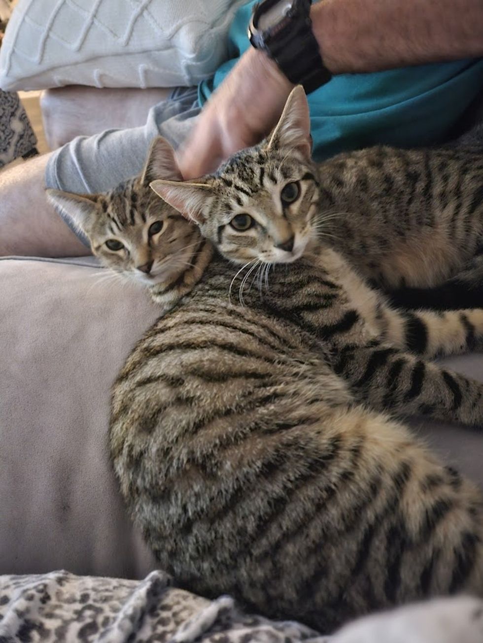 cuddling tabby kittens
