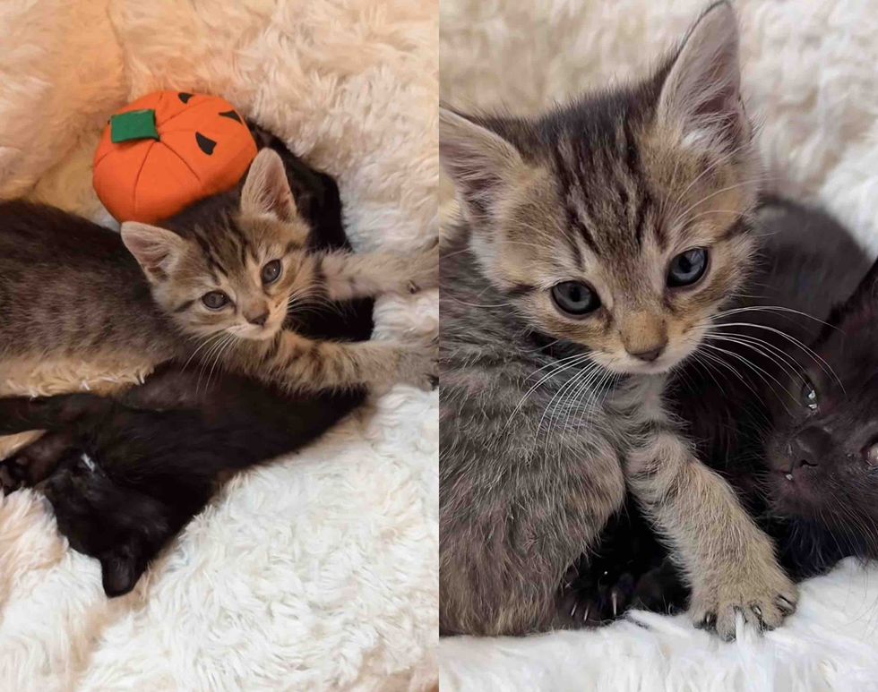 cuddly bonded kittens