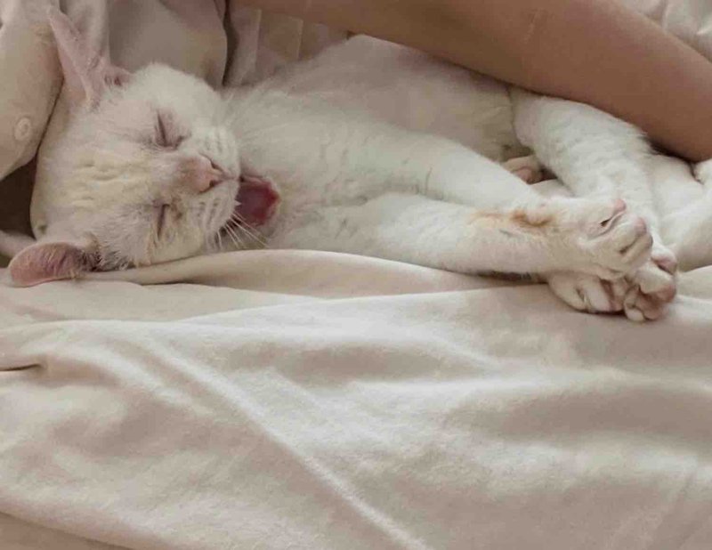 cuddly deaf cat happy