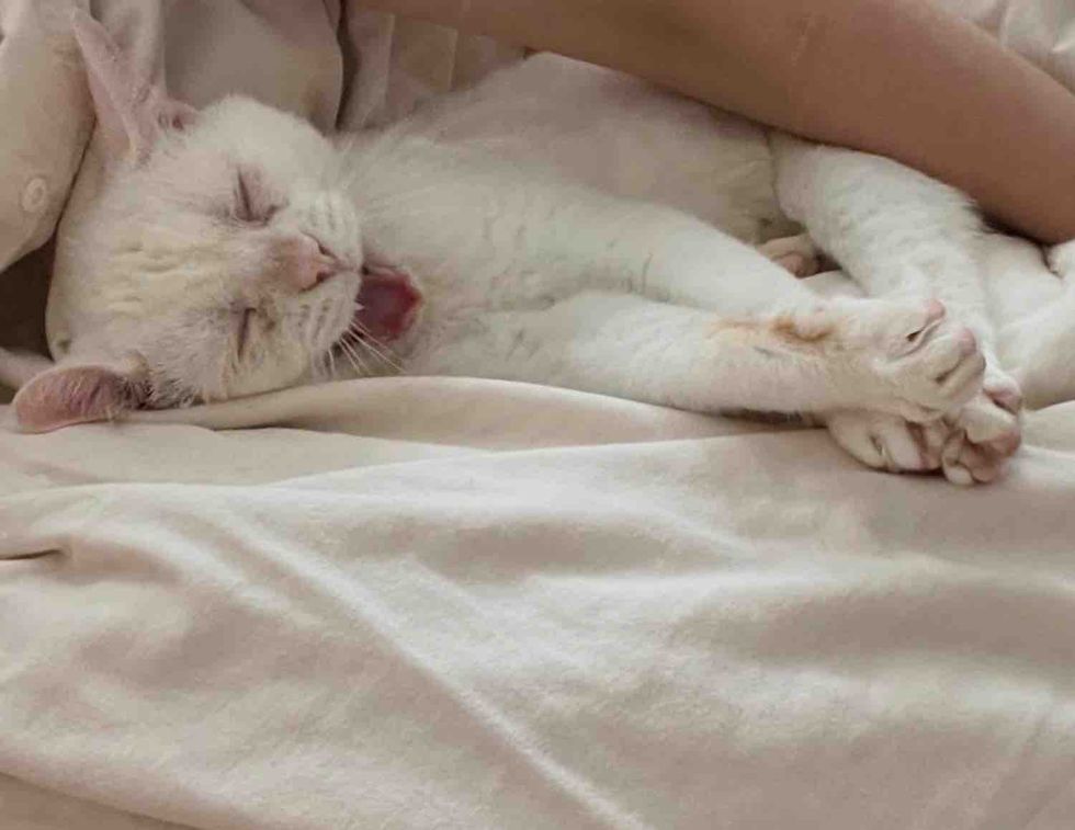 cuddly deaf cat happy