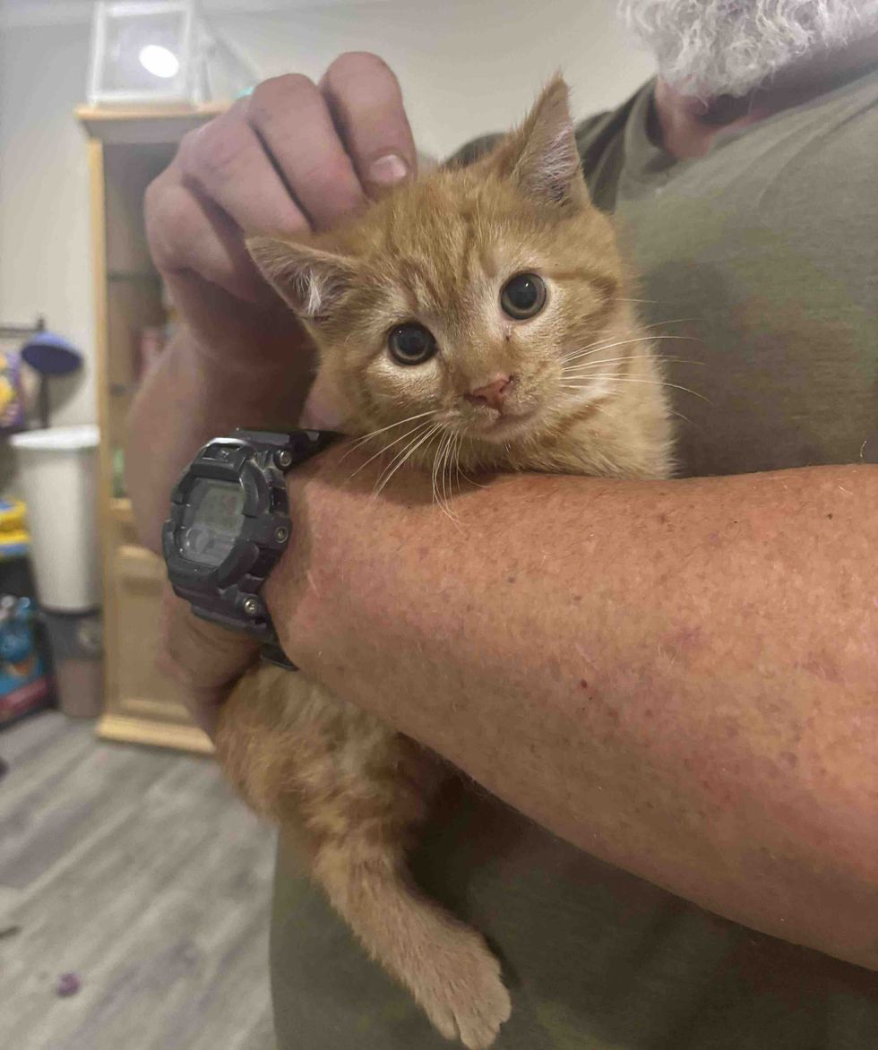 cuddly ginger kitten