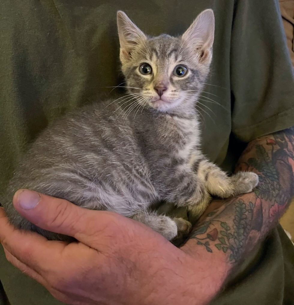 cuddly gray tabby kitten