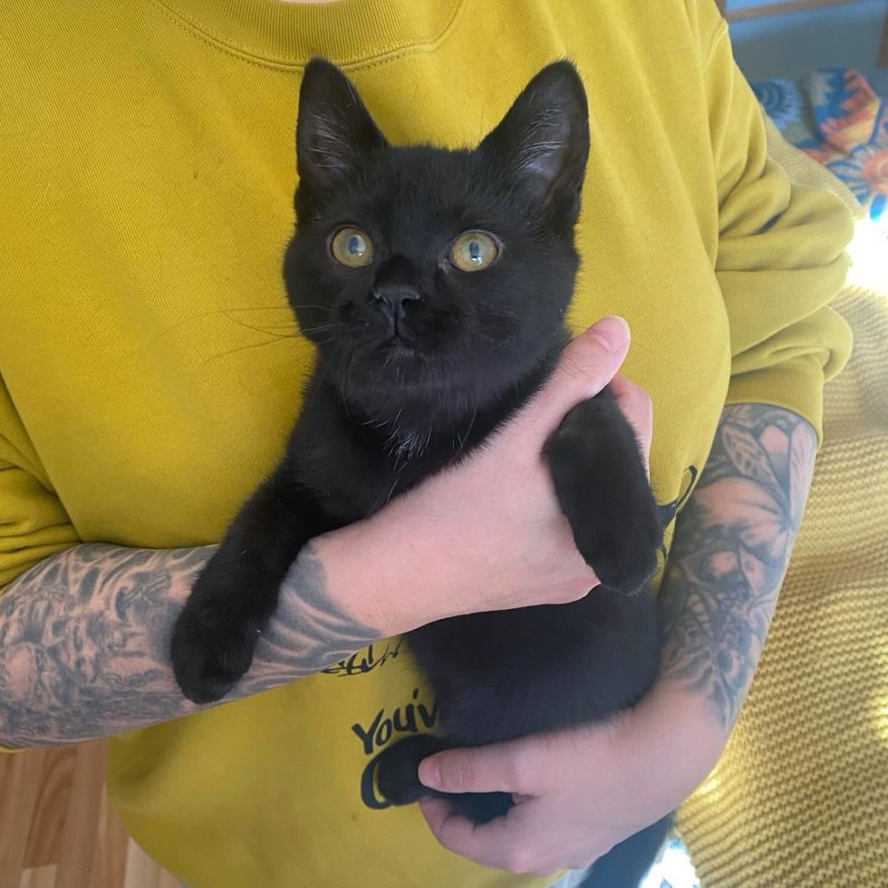 cuddly house panther kitten