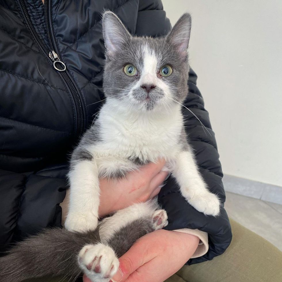 cuddly kitten lap cat