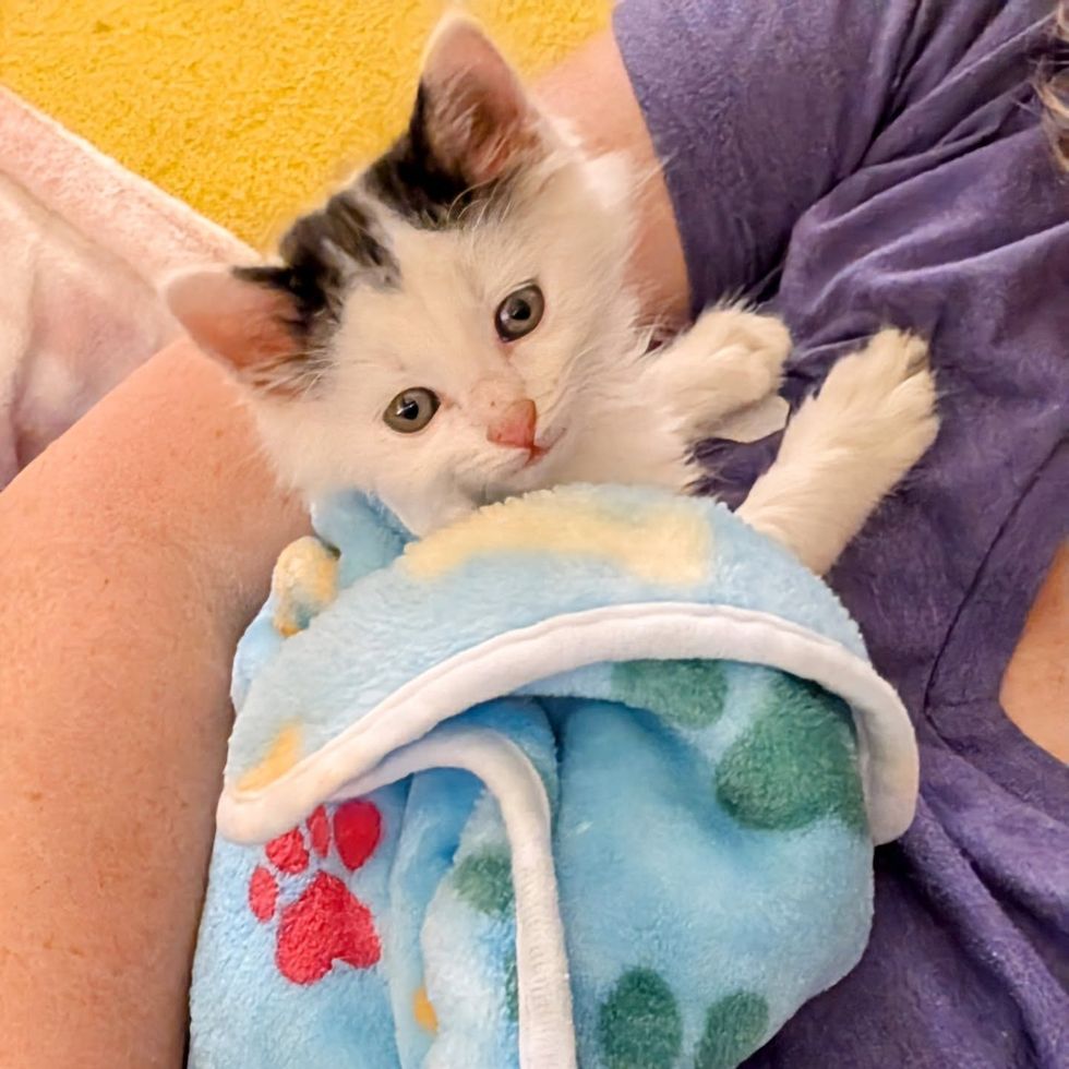 cuddly kitten purrito