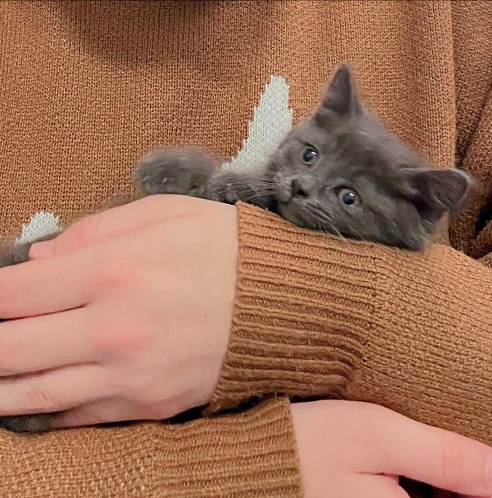 cuddly kitten shy
