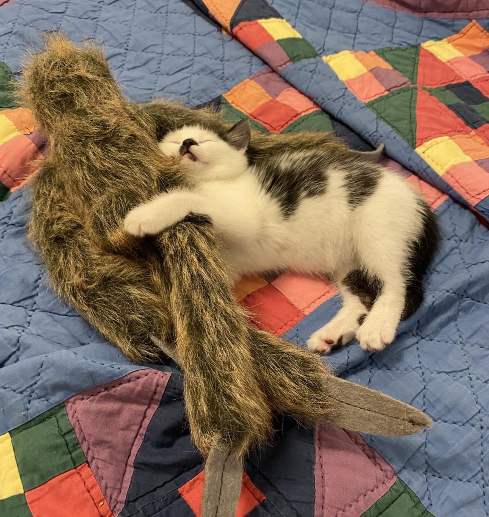 cuddly kitten sleeping