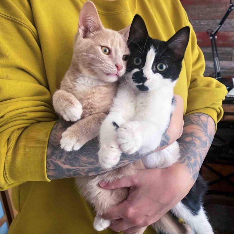 cuddly kittens ginger