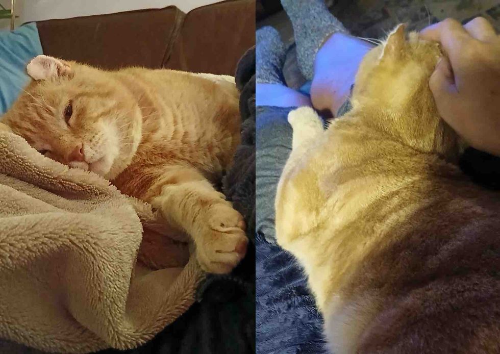 cuddly orange cat lap blankets