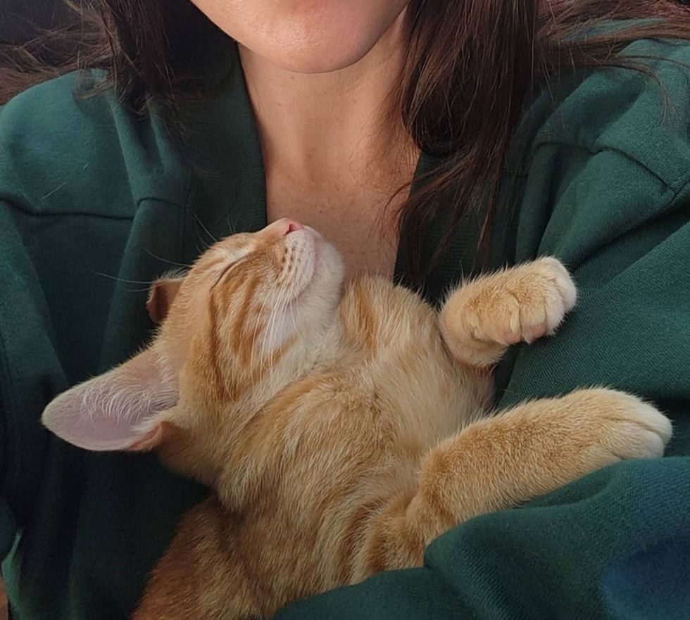 cuddly sleeping kitten arms